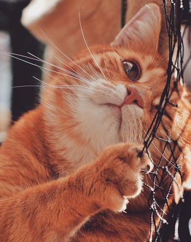 redes-de-protecao-para-gatos