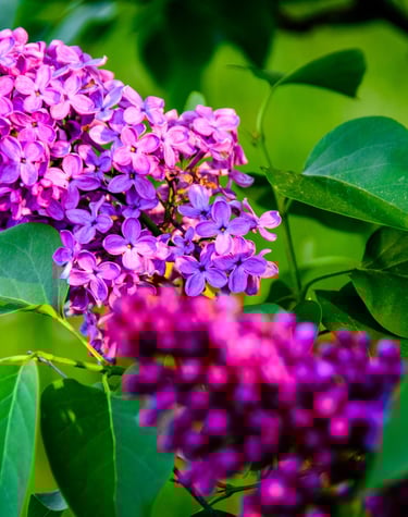 rochester lilac