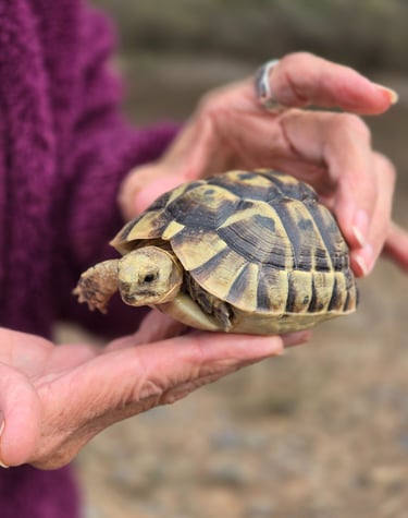 Tortuga mora en paraje El Charco Carrascoy