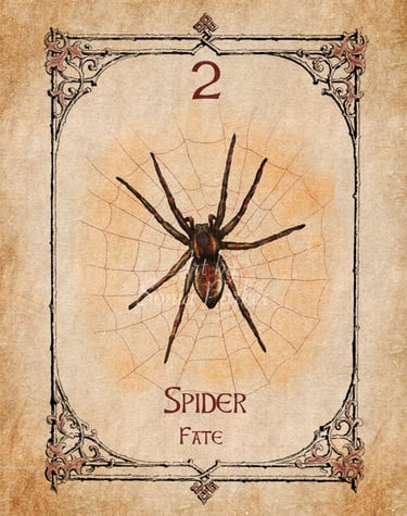 Spider card from the animal spirit oracle deck