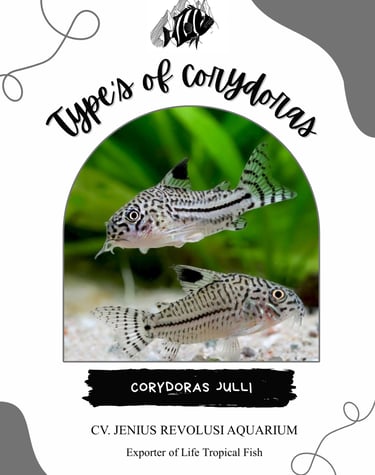 Corydoras