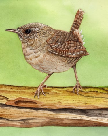 a watercolor painting of a Carolina Wren perched on a log