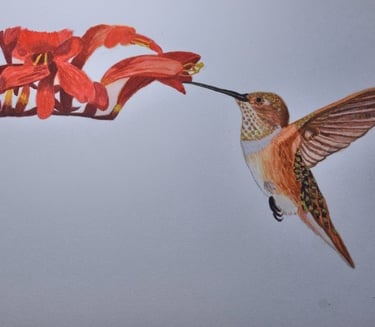 a watercolor painting of a hummingbird bird - feeding on a flower