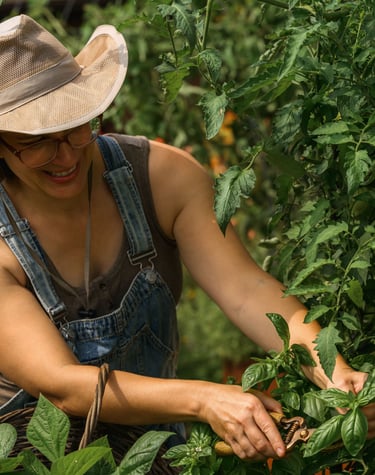 Julie Picchiotti Harvesting Basil from a Kitchen Garden