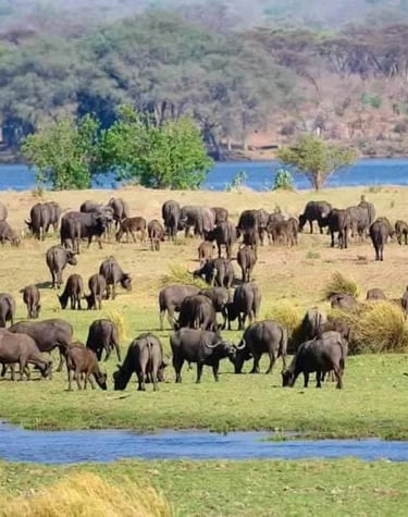 a herd of elephants and other animals grazing in a field