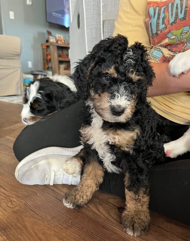 beautiful bernedoodle in wyoming