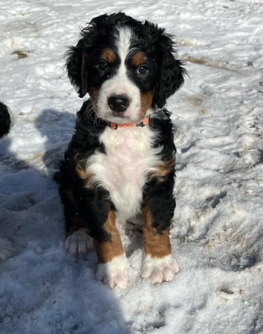 a bernedoodle sitting in the snow