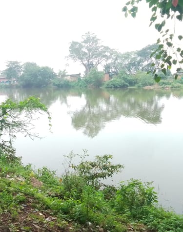 pond