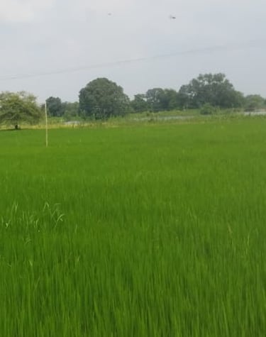 field