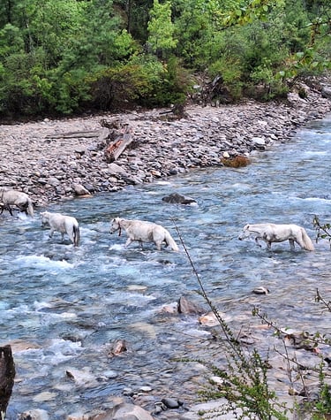 chevaux traversant la rivière  -Phoksundo