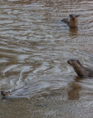 otters inBardia National Park