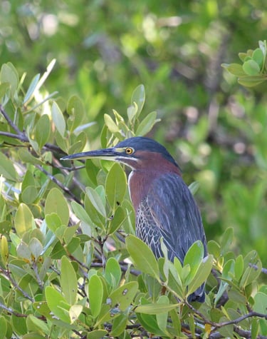 Indian pond heron near mohana river