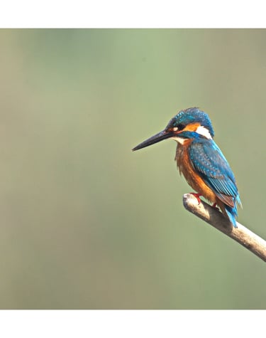 King ficher in Bardiya