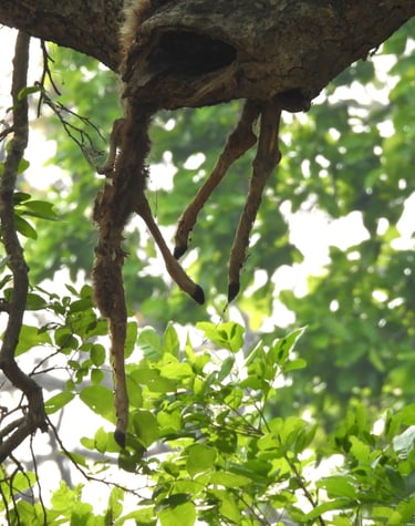 crow's feet in a tree in Bardia Forest