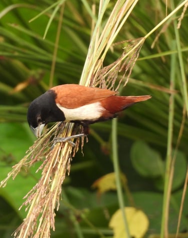 Terai bird in Bardiya