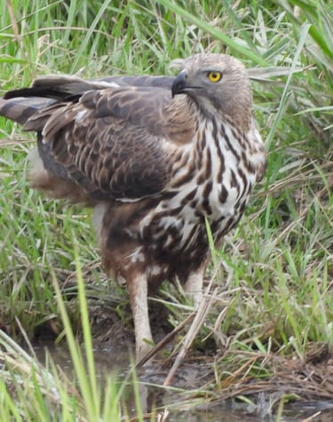 eagle  in Bardia National Park