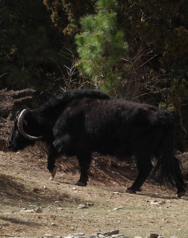 Wild yak near Phoksundo Lake