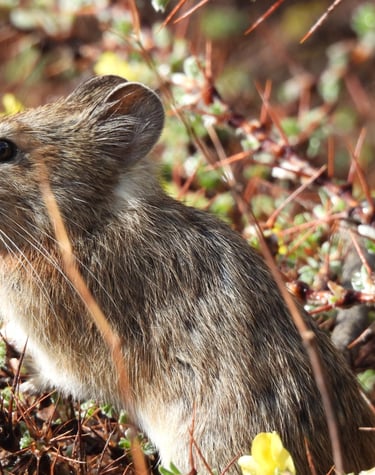 Pika in Dolpo