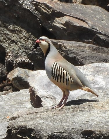 oiseau au lac Phoksundo