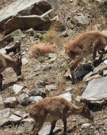 Gorals dans le Dolpo