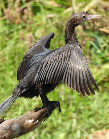 cormorant in Bardiya