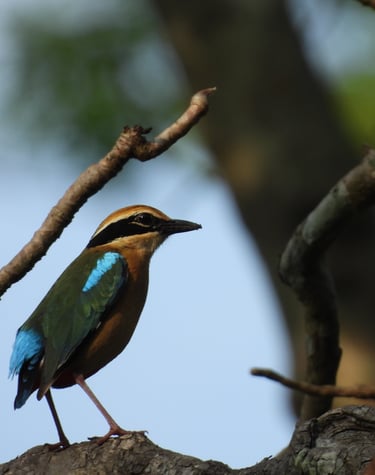 Terai bird in Bardia