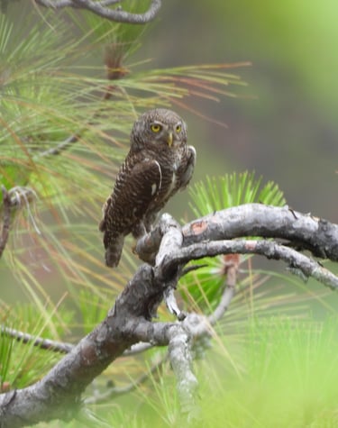 Owl in the forest in Dailehk district