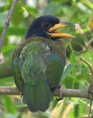 barbet Baby