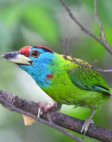 gold barbet in bardia