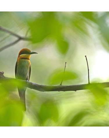 wasp eater in Bardiya