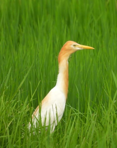 Eastern cattle Egret in Bardiya