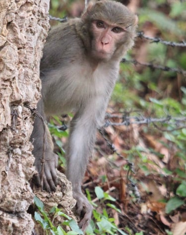 macaque on the lookout