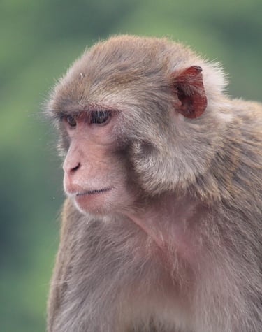 macaque in bardiya forest