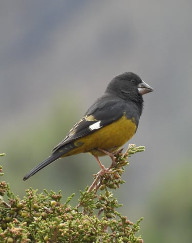 bird in Dolpo