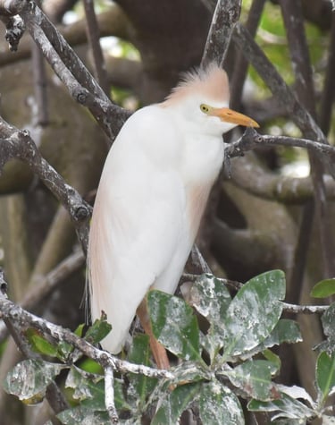 cattle heron in bardiya
