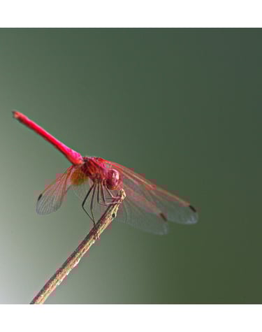 dragonfly in Bardiya
