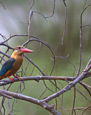 kingfisher in Bardiya
