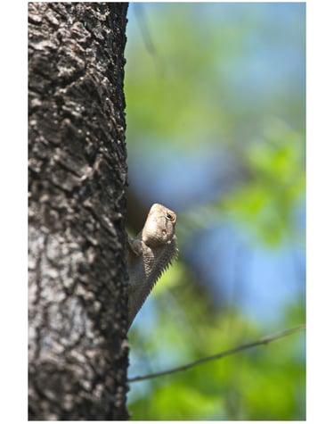 monitor lezard in Bardiya