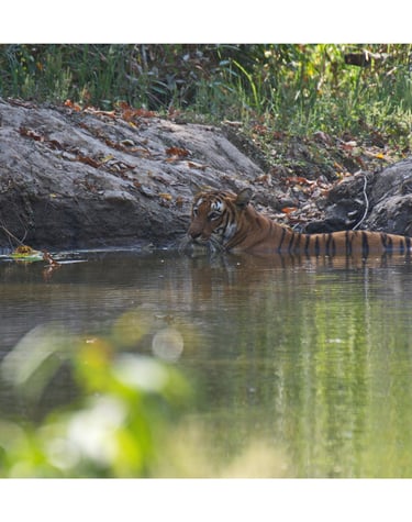 tiger swimming in Bardia National Park
