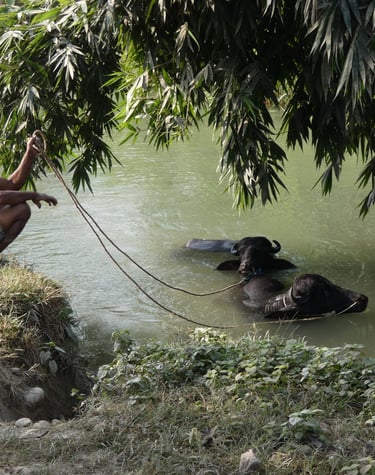 l'heure du bain pour rafraichir les buffles