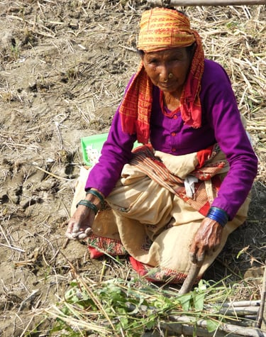 femme plantant des gousses d'ail