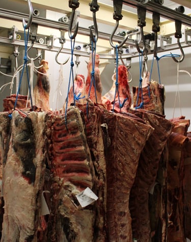 Des viandes accrochées dans la chambre froide d'une boucherie