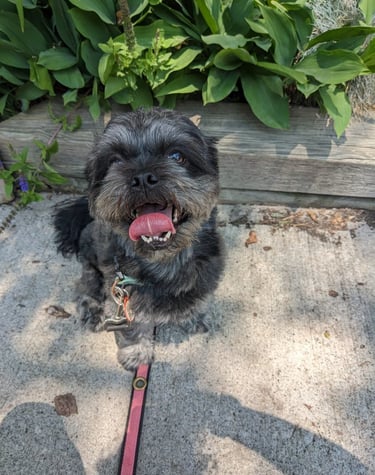 dog walking in riverdale/leslieville area. private dog walk