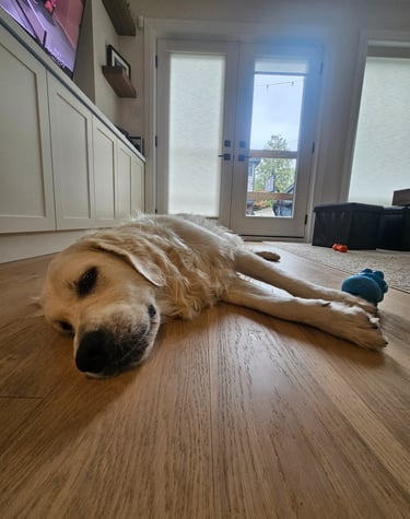 pet sitting in home in leslieville