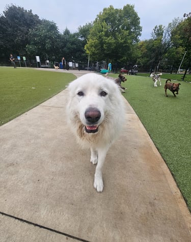 Dog walking in dog park, leslieville area