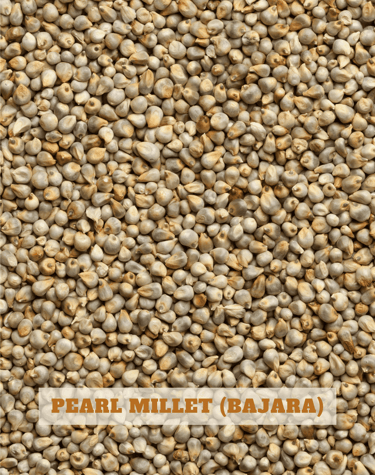 Pearl Millet: "Whole pearl millet grains, a nutritious staple grain grown in India"