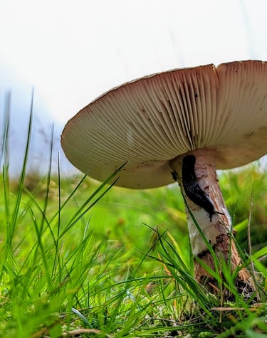 a mushroom on the ground with a slug on it