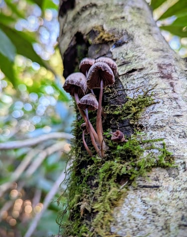 a group of mushrooms growing out of a tree