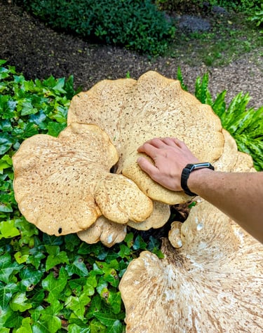 a person holding a mushroom on a tree stump. Dryads Saddle or Polyporus squamosus