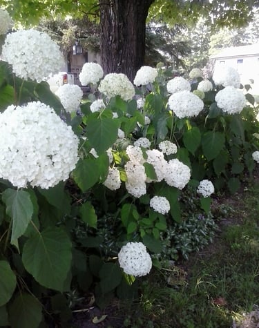 Large white hydrangea blossoms growing on lush green bushes in a sunny backyard garden.